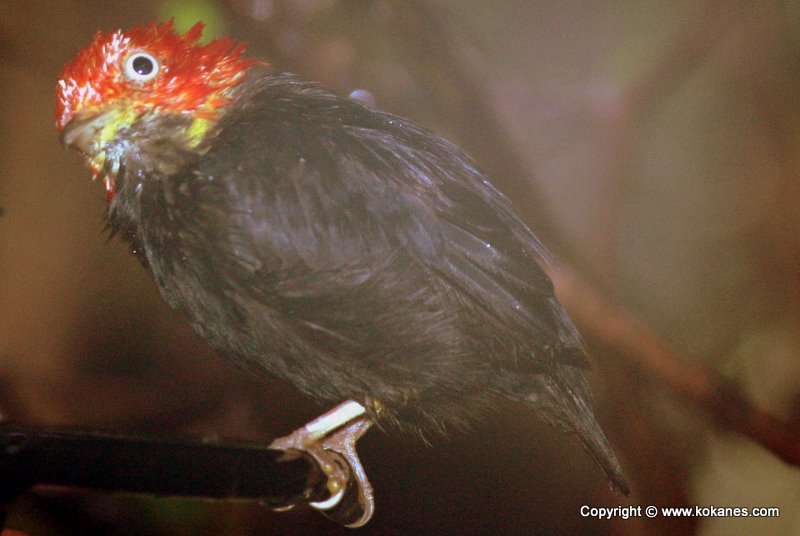 Red-capped Manakin